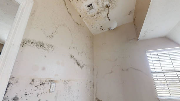 Best Asbestos and Lead Testing During Mold Inspection  in Springfield, GA
