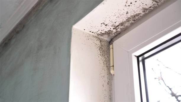 Best Airborne Mold Testing  in Springfield, GA