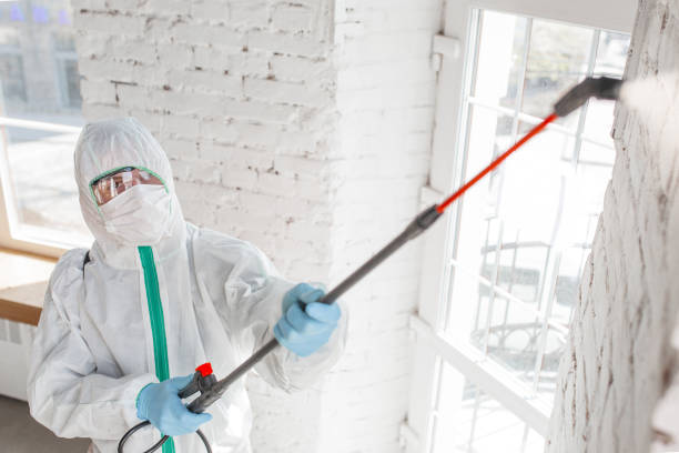 Best Mold Documentation for Insurance Claims  in Springfield, GA