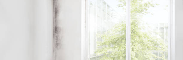 Best Forensic Mold Investigation  in Springfield, GA
