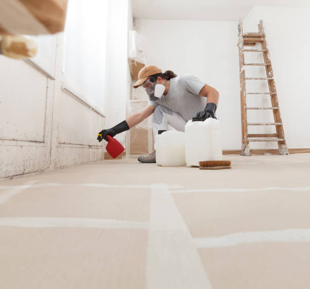 Reliable Springfield, GA Mold Removal Solutions