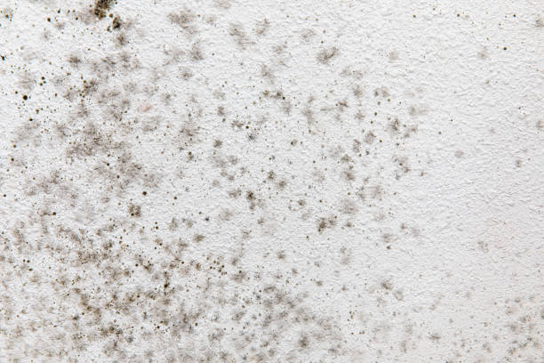 Best Biohazard Mold Removal  in Springfield, GA