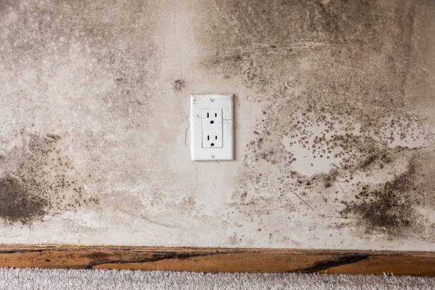 Best Residential Mold Inspection & Testing  in Springfield, GA