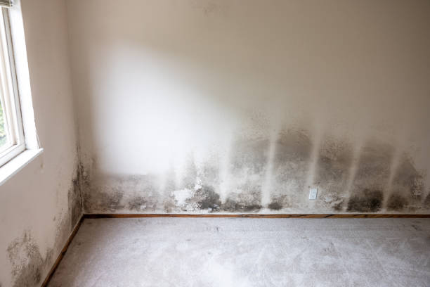 Best Emergency Mold Remediation  in Springfield, GA