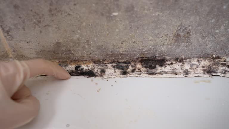 Best Environmental Consulting for Mold Prevention  in Springfield, GA